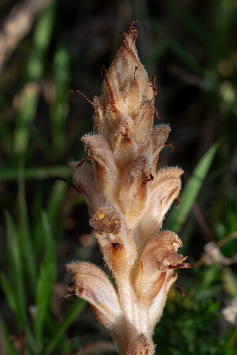 David Plant Photography - Wildlife Photography - Greater broomrape - B.jpg - Greater broomrape, Orobanche rapum-genistae, flower spike - Devon