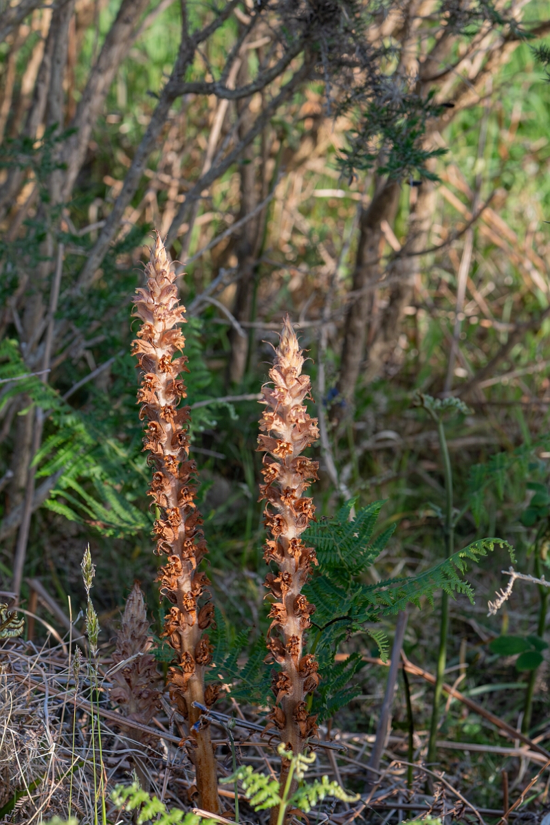 David Plant Photography - Wildlife Photography - Greater broomrape - C.jpg - Greater broomrape, Orobanche rapum-genistae, plants on gorse host - Devon