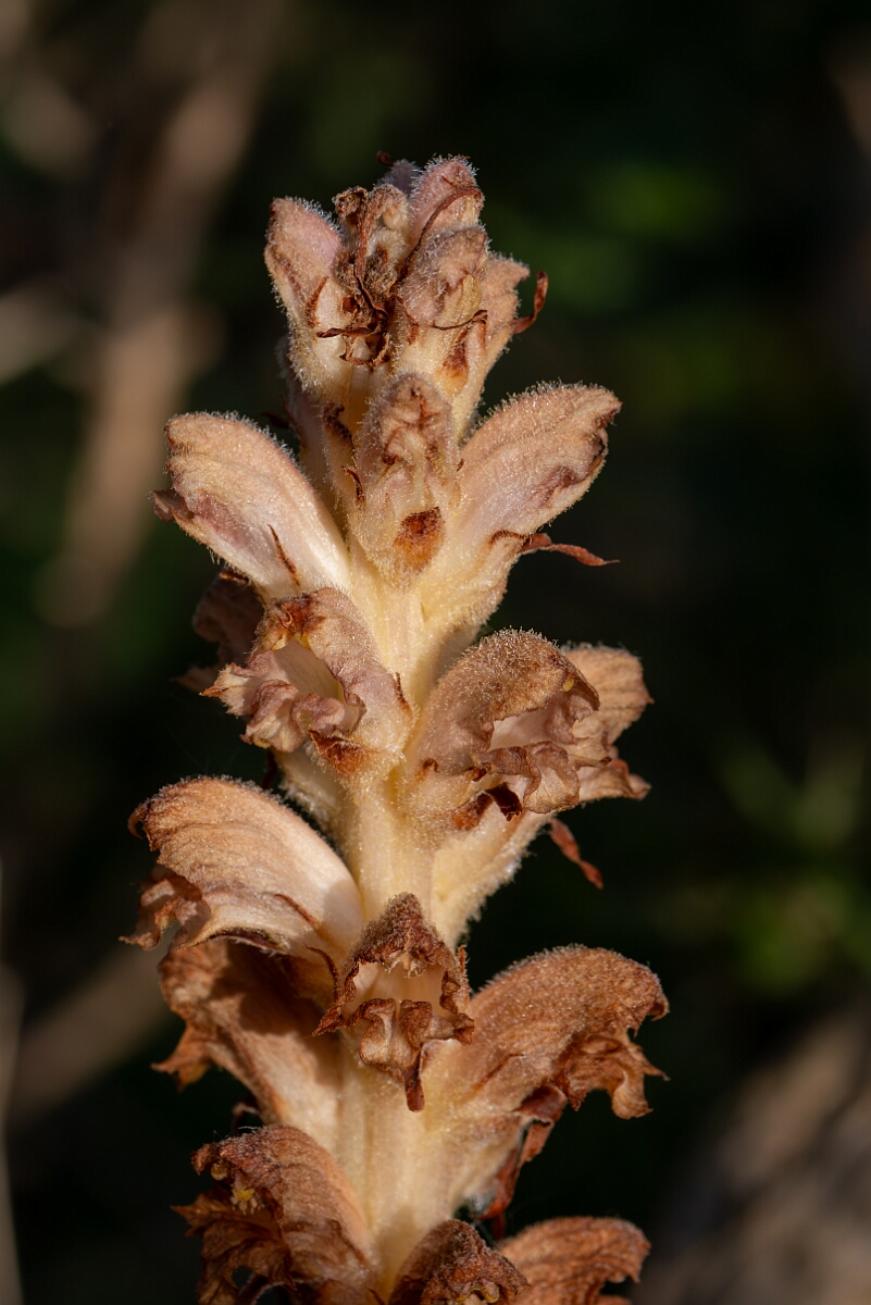 David Plant Photography - Wildlife Photography - Greater broomrape - D.jpg - Greater broomrape, Orobanche rapum-genistae, flowers - Devon