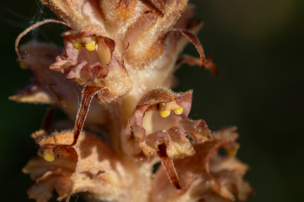 David Plant Photography - Wildlife Photography - Greater broomrape - E.jpg - Greater broomrape, Orobanche rapum-genistae, flowers - Devon