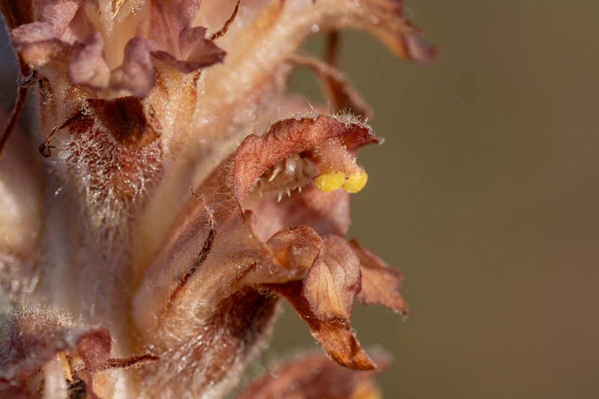 David Plant Photography - Wildlife Photography - Greater broomrape - F.jpg - Greater broomrape, Orobanche rapum-genistae, flowers - Devon