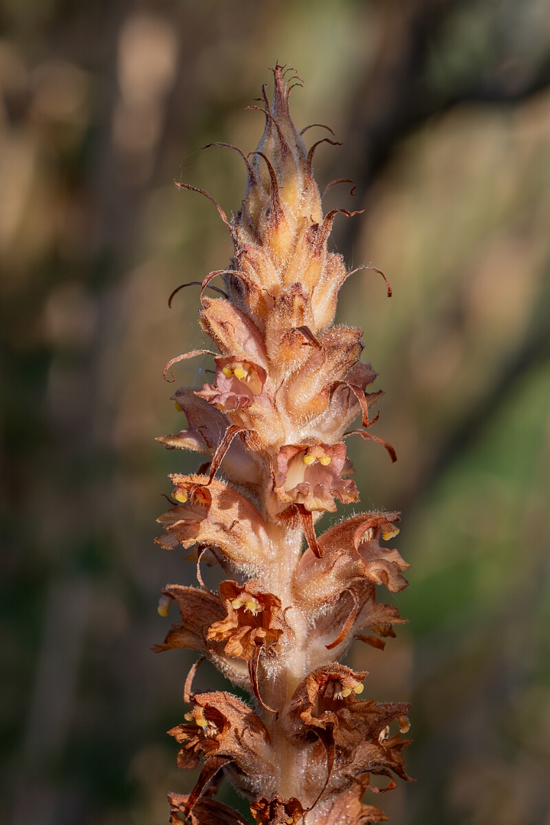 David Plant Photography - Wildlife Photography - Greater broomrape - G.jpg - Greater broomrape, Orobanche rapum-genistae, flowers - Devon
