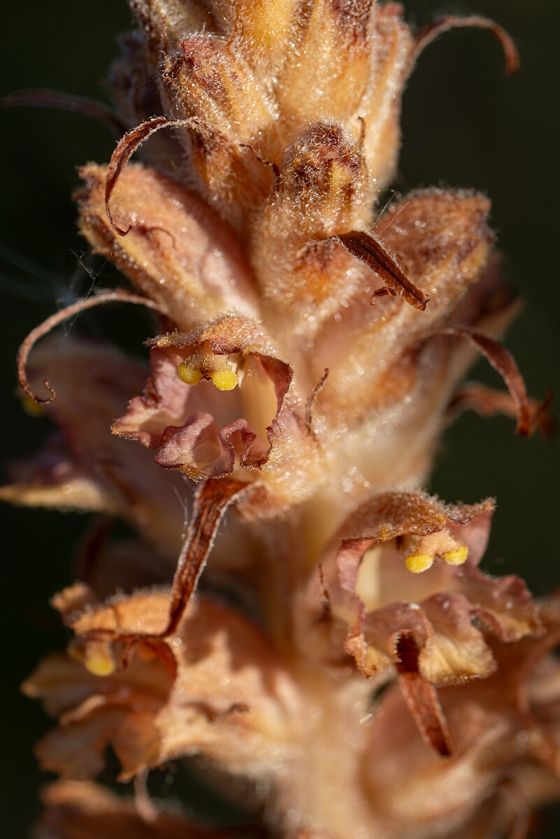David Plant Photography - Wildlife Photography - Greater broomrape - H.jpg - Greater broomrape, Orobanche rapum-genistae, flowers - Devon