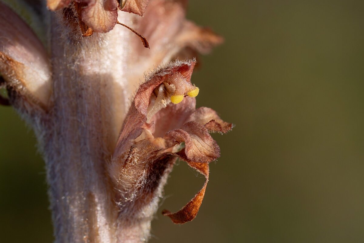David Plant Photography - Wildlife Photography - Greater broomrape - I.jpg - Greater broomrape, Orobanche rapum-genistae, flowers - Devon