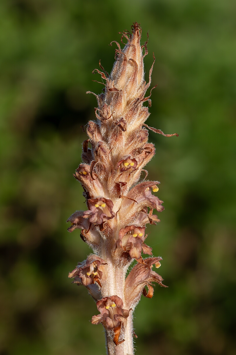 David Plant Photography - Wildlife Photography - Greater broomrape - J.jpg - Greater broomrape, Orobanche rapum-genistae, flower spike - Devon