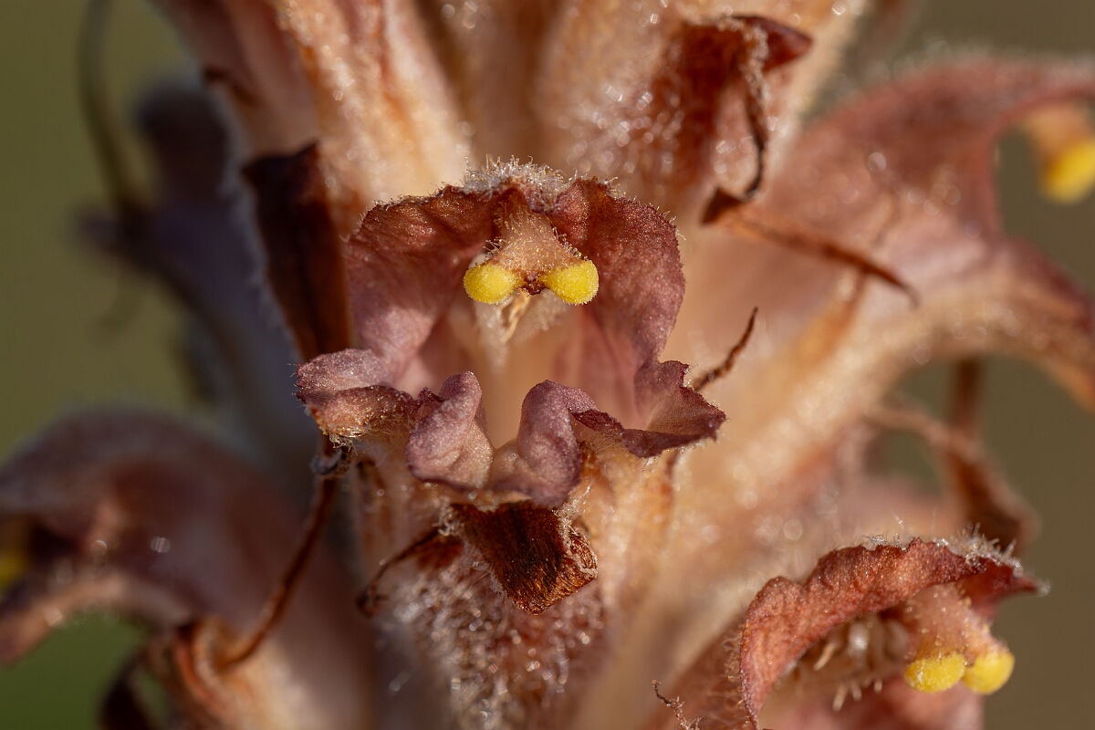 David Plant Photography - Wildlife Photography - Greater broomrape - K.jpg - Greater broomrape, Orobanche rapum-genistae, flowers - Devon