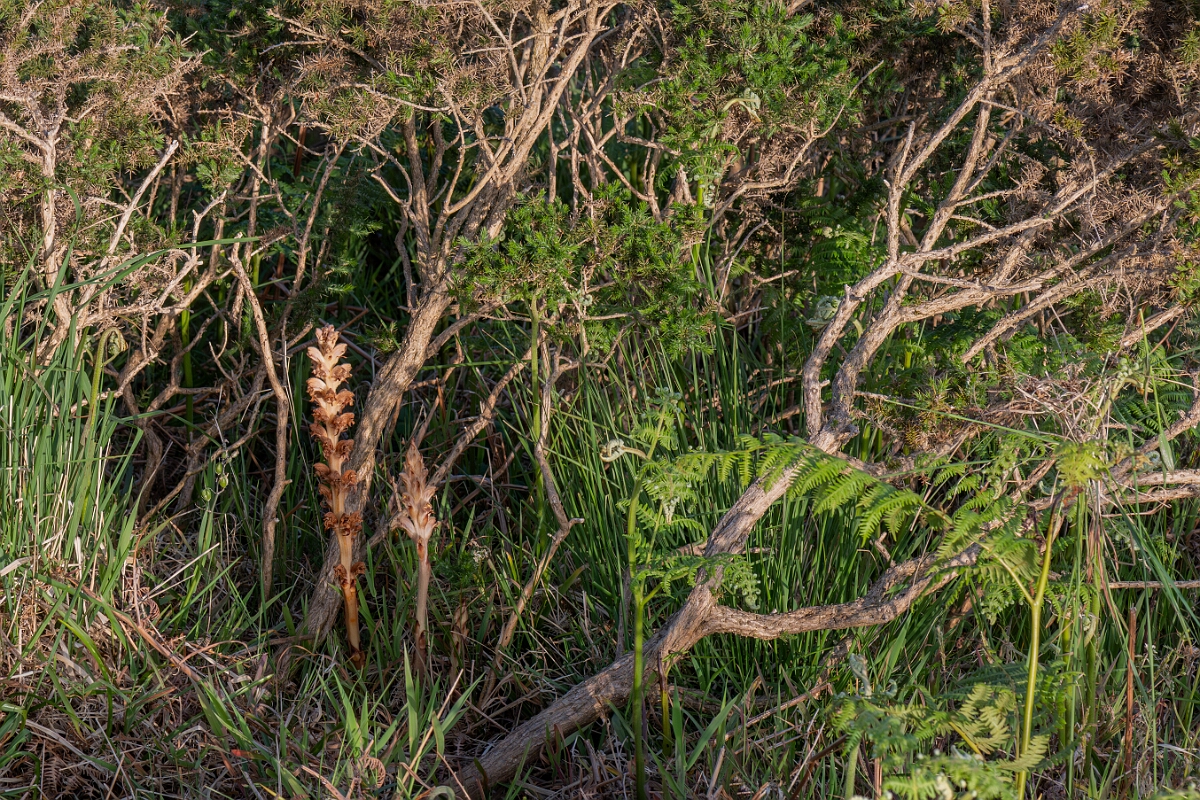 David Plant Photography - Wildlife Photography - Greater broomrape - L.jpg - Greater broomrape, Orobanche rapum-genistae, plants on gorse host - Devon