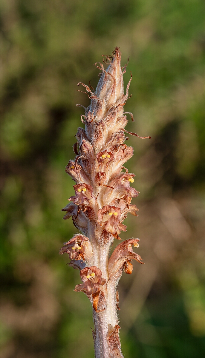David Plant Photography - Wildlife Photography - Greater broomrape - M.jpg - Greater broomrape, Orobanche rapum-genistae, flower spike - Devon