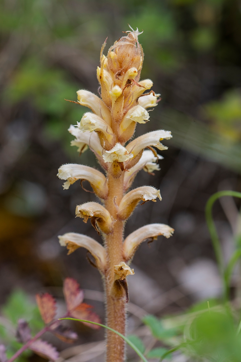 David Plant Photography - Wildlife Photography - Ivy broomrape - A.JPG - Ivy broomrape - Avon