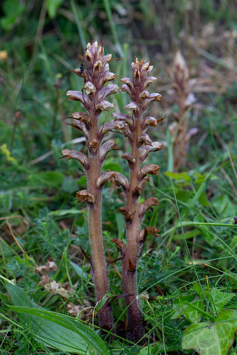David Plant Photography - Wildlife Photography - Ivy broomrape - G.jpg - Ivy broomrape - Cornwall