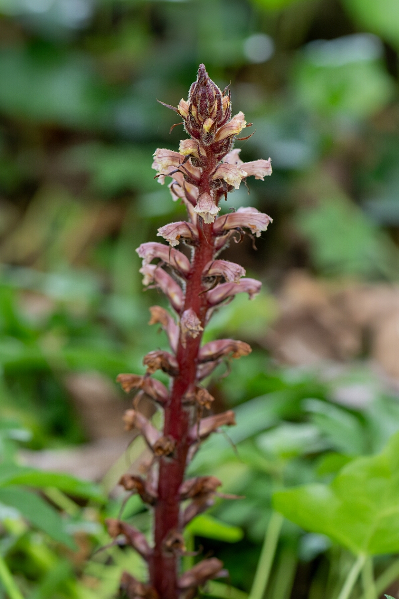 David Plant Photography - Wildlife Photography - Ivy broomrape - M.jpg - Ivy broomrape - Avon