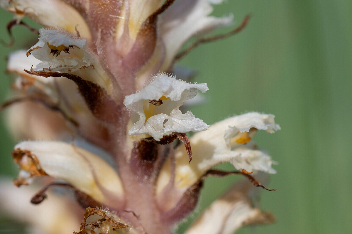 David Plant Photography - Wildlife Photography - Ivy broomrape - N.jpg - Ivy broomrape, Orobanche hederae - North Somerset