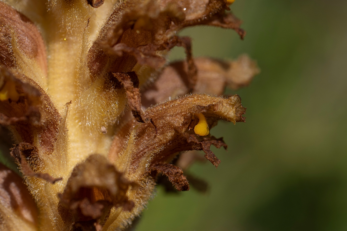 David Plant Photography - Wildlife Photography - Knapweed broomrape - B.JPG - Knapweed broomrape - Hertfordshire