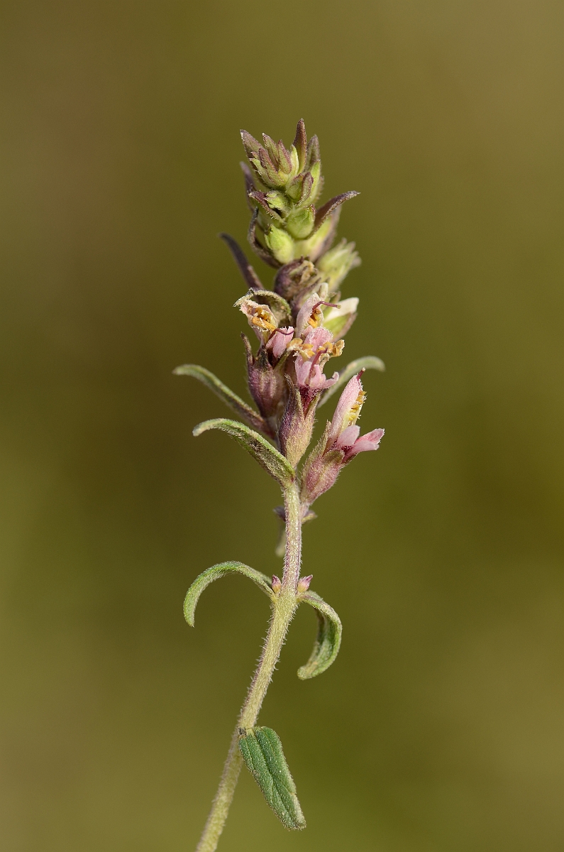 David Plant Photography - Wildlife Photography - Red bartsia - B.jpg - Red bartsia flowers - Bedfordshire