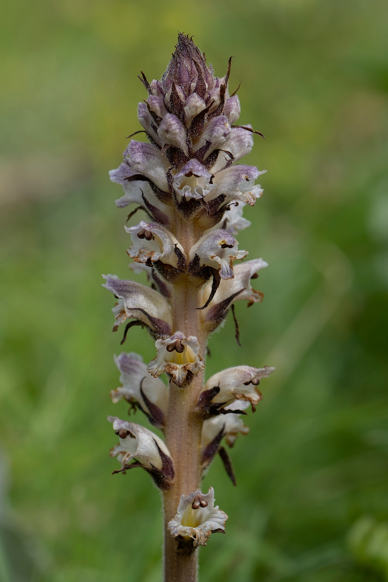 David Plant Photography - Wildlife Photography - Thistle broomrape - F.JPG - Thistle broomrape - Yorkshire