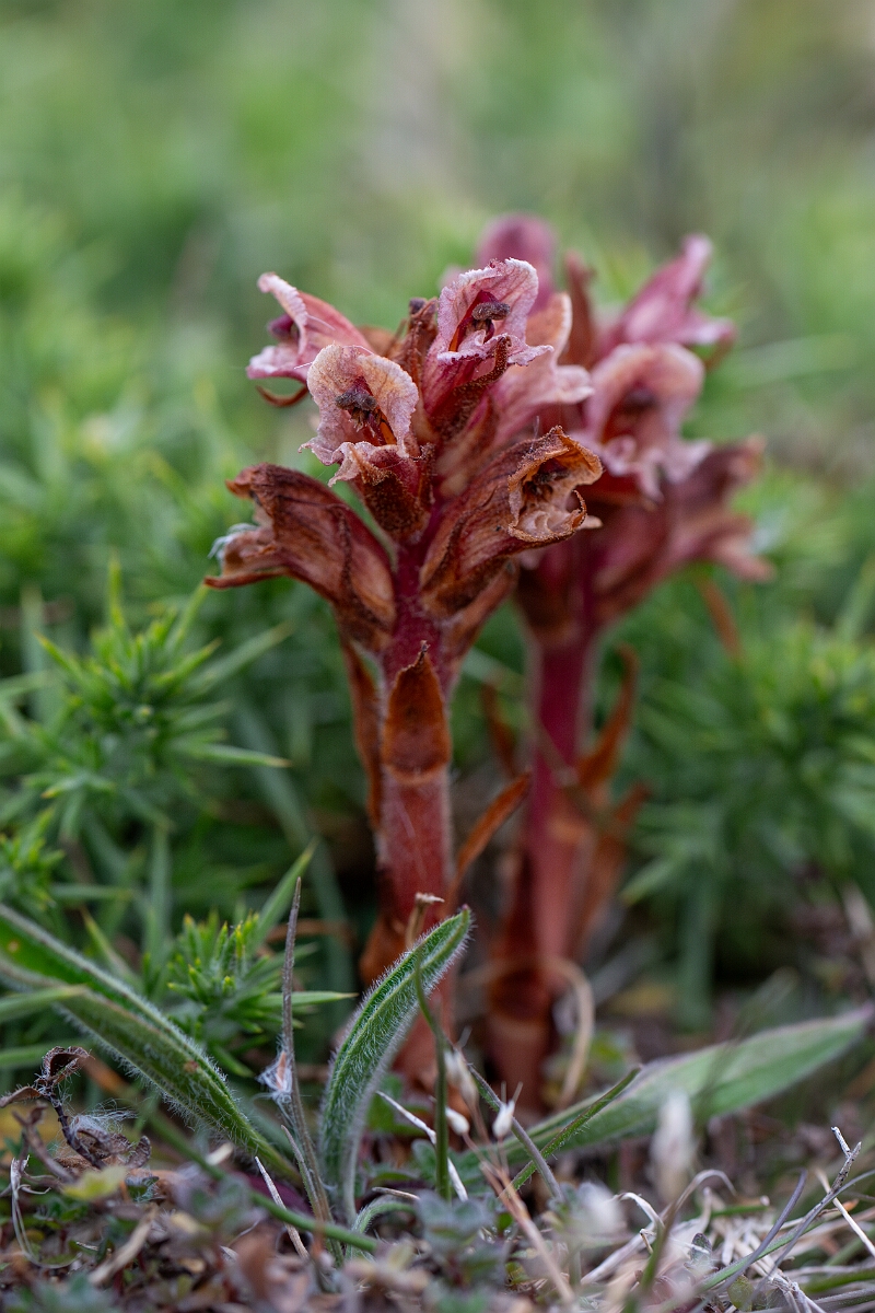 David Plant Photography - Wildlife Photography - Thyme broomrape - A.jpg - Thyme broomrape - Cornwall