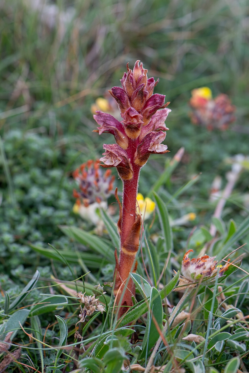 David Plant Photography - Wildlife Photography - Thyme broomrape - E.jpg - Thyme broomrape - Cornwall