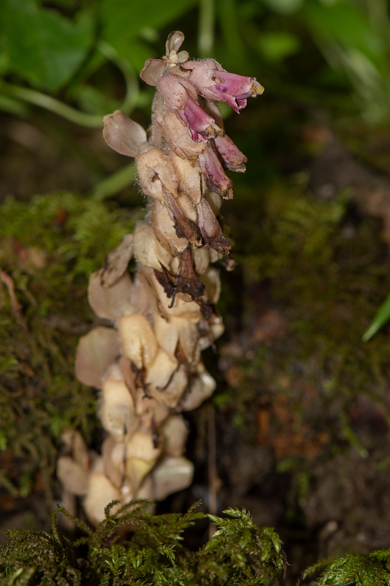 David Plant Photography - Wildlife Photography - Toothwort - A.JPG - Toothwort - Oxfordshire