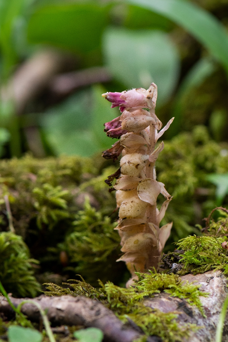 David Plant Photography - Wildlife Photography - Toothwort - D.JPG - Toothwort - Oxfordshire