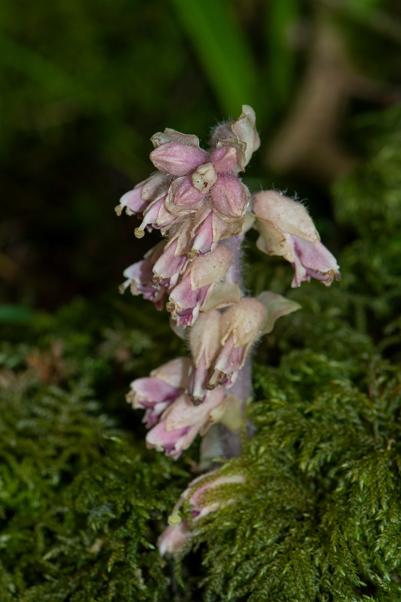 David Plant Photography - Wildlife Photography - Toothwort - G.JPG - Toothwort - Oxfordshire