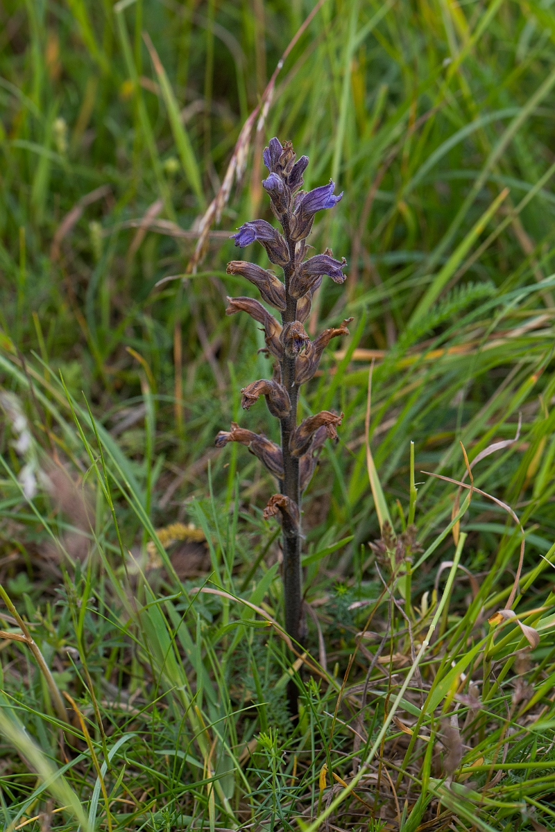 David Plant Photography - Wildlife Photography - Yarrow broomrape - D.JPG - Yarrow broomrape, spike - Norfolk