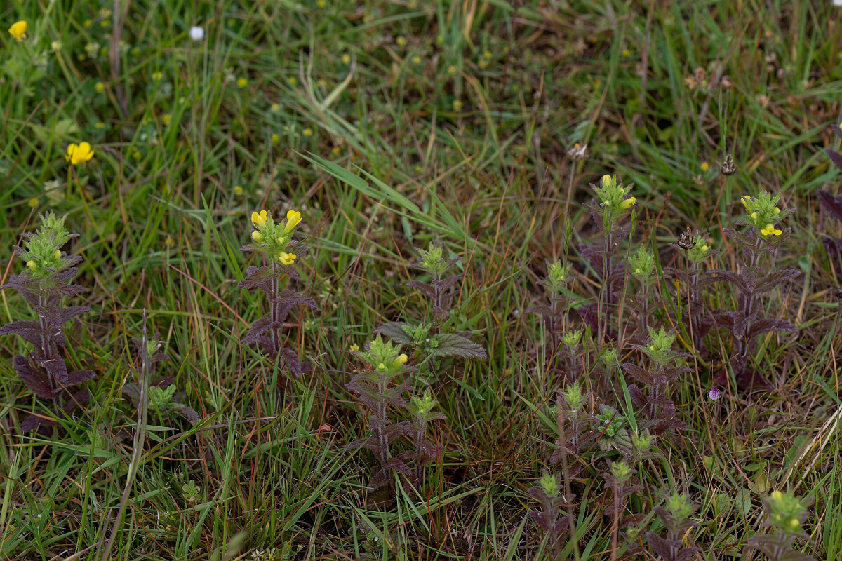 David Plant Photography - Wildlife Photography - Yellow bartsia - D.jpg - Yellow bartsia - Cornwall