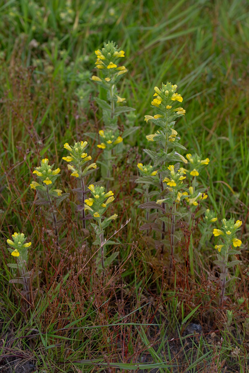 David Plant Photography - Wildlife Photography - Yellow bartsia - I.jpg - Yellow bartsia - Cornwall