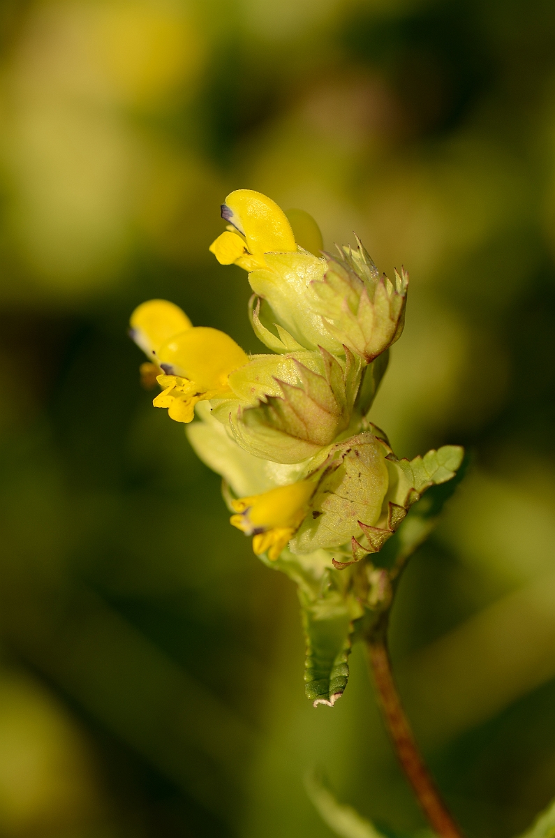 David Plant Photography - Wildlife Photography - Yellow rattle - B.jpg - Yellow rattle flowers - Kent