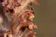 David Plant Photography - Wildlife Photography - Greater broomrape - F
