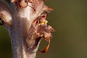 David Plant Photography - Wildlife Photography - Greater broomrape - I