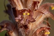David Plant Photography - Wildlife Photography - Greater broomrape - K