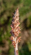 David Plant Photography - Wildlife Photography - Greater broomrape - M