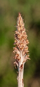 David Plant Photography - Wildlife Photography - Greater broomrape - O