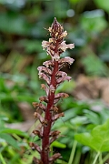David Plant Photography - Wildlife Photography - Ivy broomrape - M