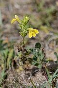 David Plant Photography - Wildlife Photography - Yellow bartsia - L