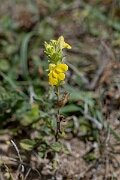 David Plant Photography - Wildlife Photography - Yellow bartsia - M