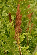 David Plant Photography - Wildlife Photography - Royal fern - A
