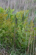 David Plant Photography - Wildlife Photography - Royal fern - D