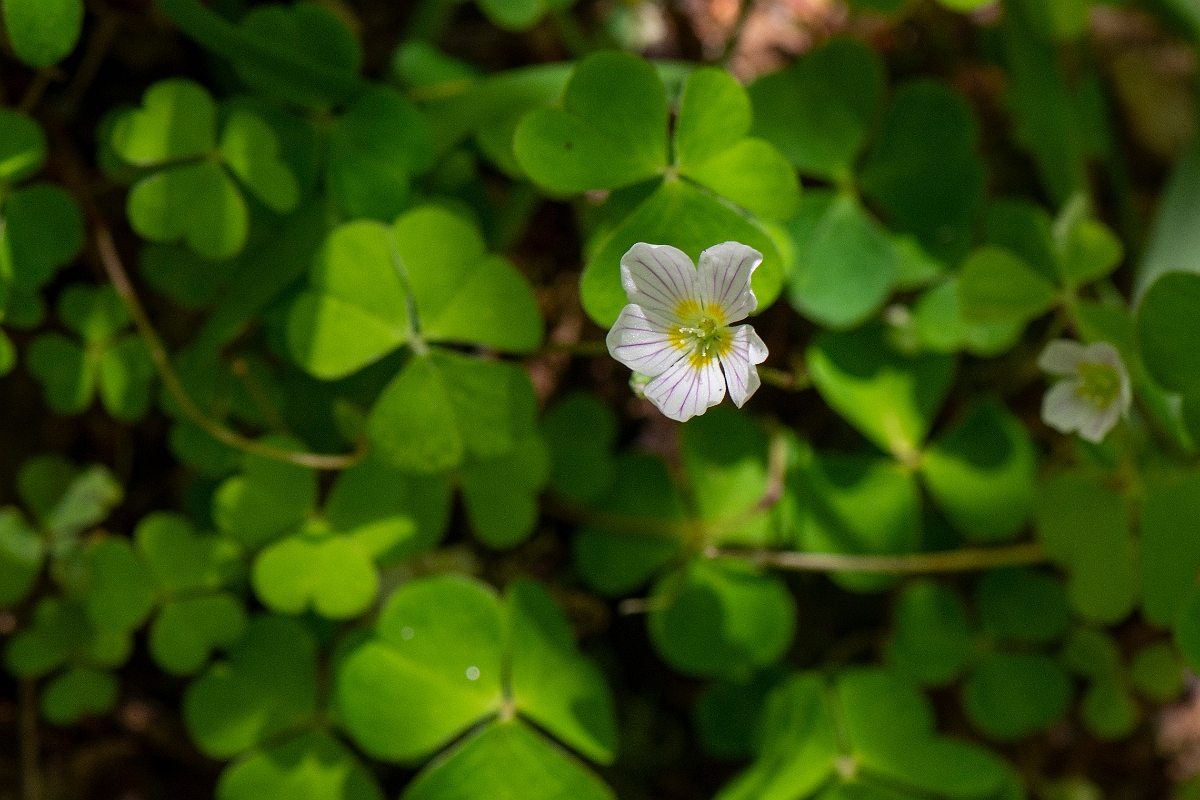 David Plant Photography - Wildlife Photography - Wood sorrel - A.JPG - Wood sorrel - Argyll