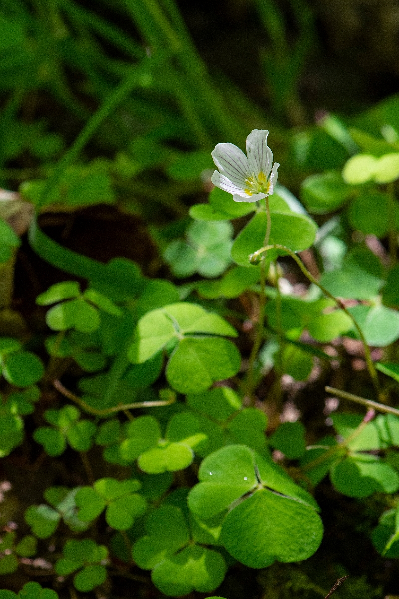 David Plant Photography - Wildlife Photography - Wood sorrel - C.JPG - Wood sorrel - Argyll