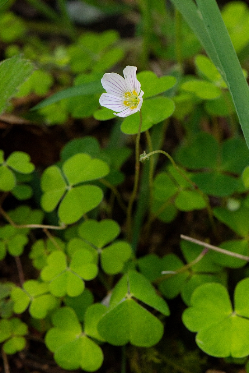 David Plant Photography - Wildlife Photography - Wood sorrel - D.JPG - Wood sorrel - Argyll