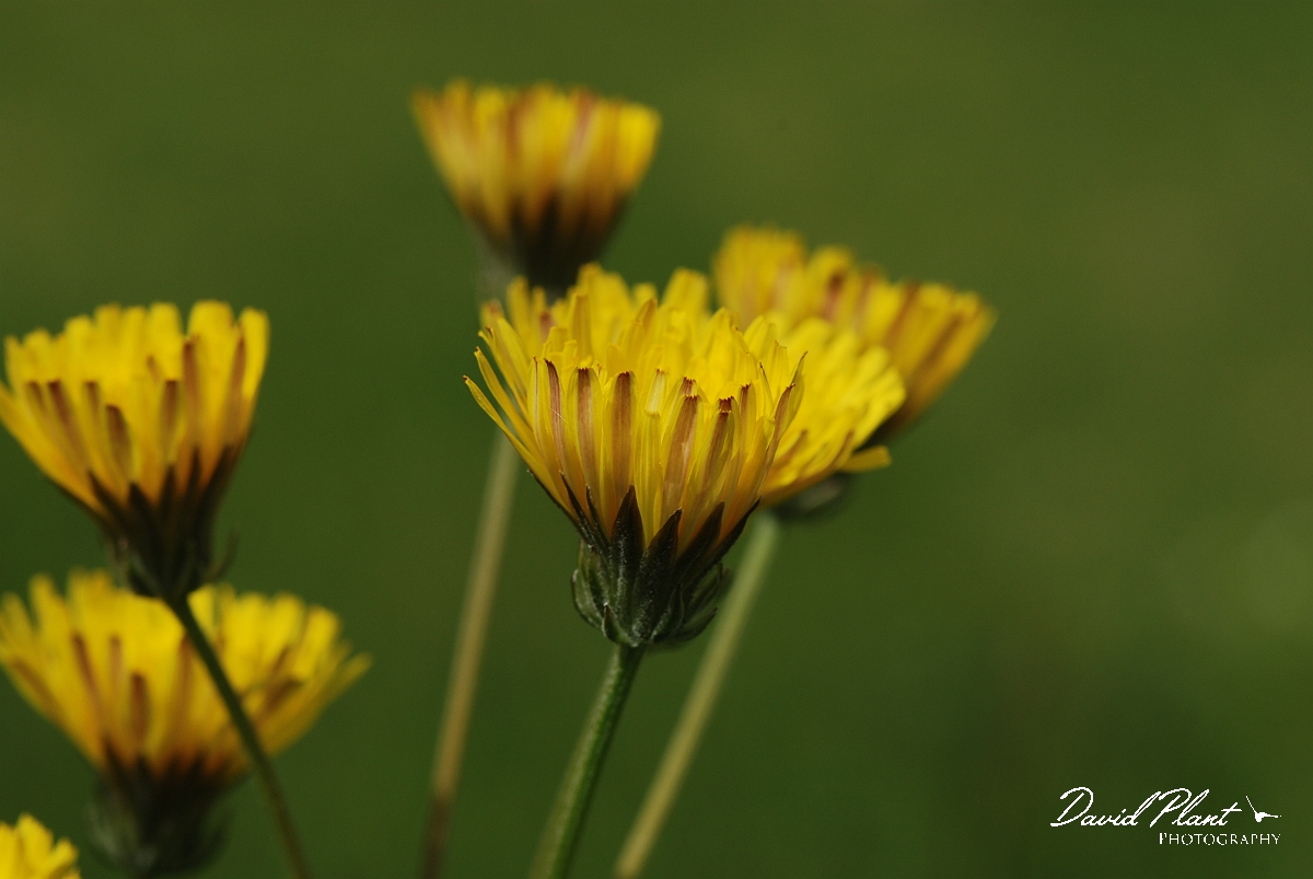 David Plant Photography - Wildlife Photographer - Beaked hawksbeard - A.JPG - Beaked hawksbeard - Gloucestershire
