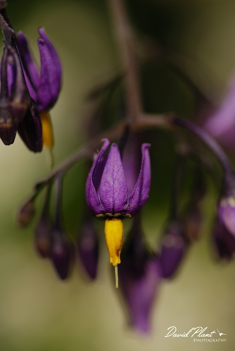 David Plant Photography - Wildlife Photographer - Bittersweet - A.jpg - Bittersweet - Gloucestershire