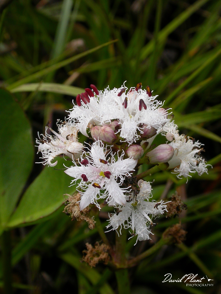 David Plant Photography - Wildlife Photographer - Bog bean - A.jpg - Bogbean - Somerset