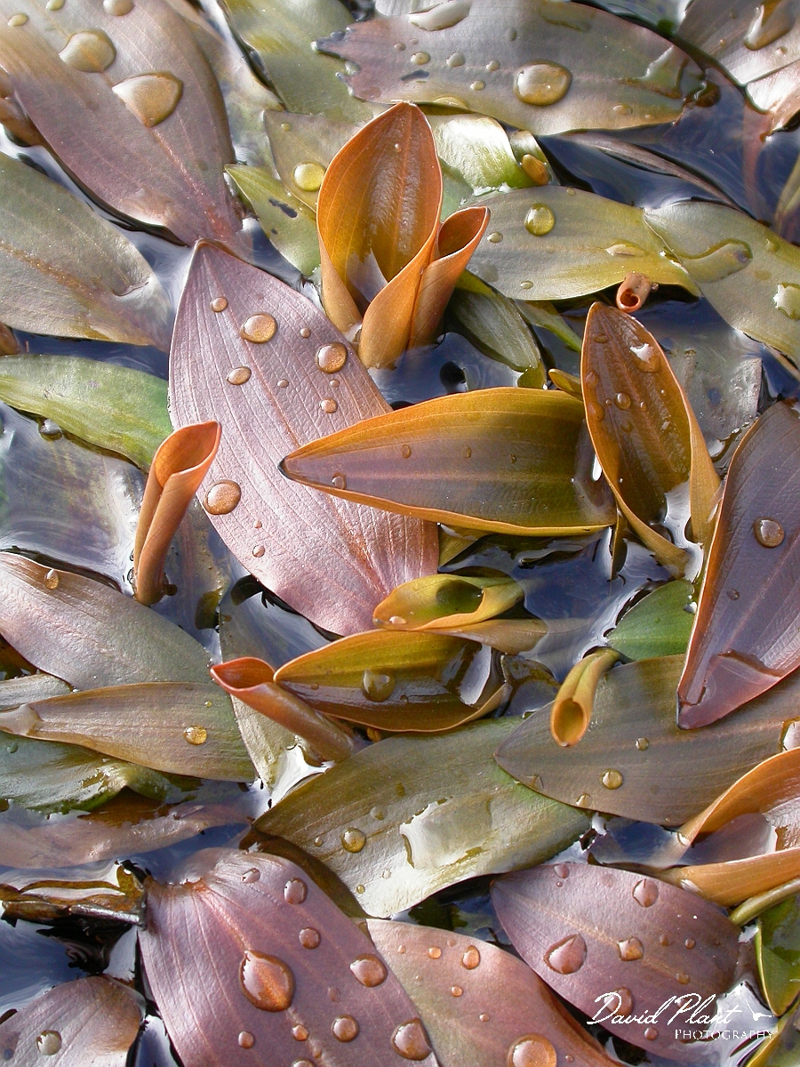 David Plant Photography - Wildlife Photographer - Bog pondweed - A.jpg - Bog pondweed - Dorset