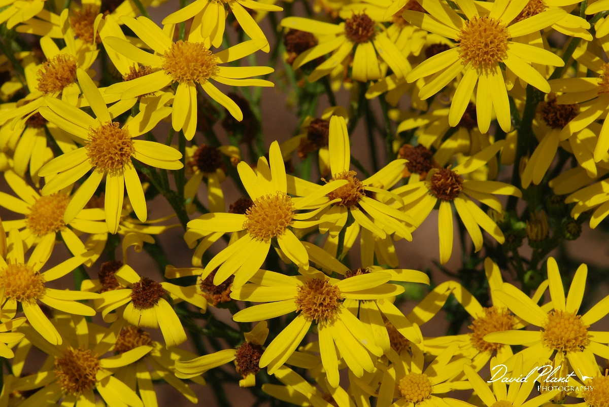 David Plant Photography - Wildlife Photographer - Common ragwort - A.JPG - Common ragwort - Cotswolds