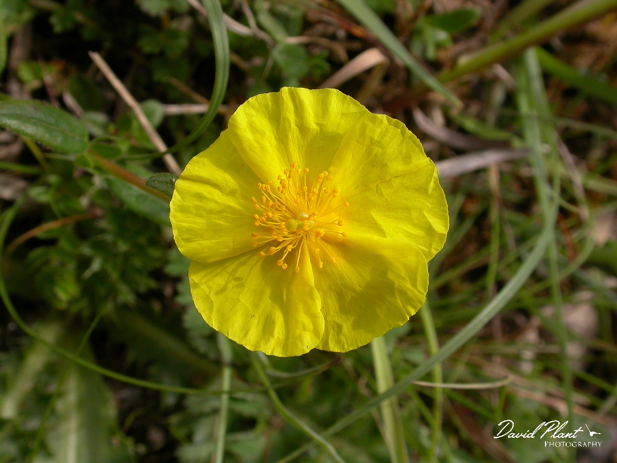 David Plant Photography - Wildlife Photographer - Common rock-rose flower - A.JPG - Common rock-rose flower - Bath