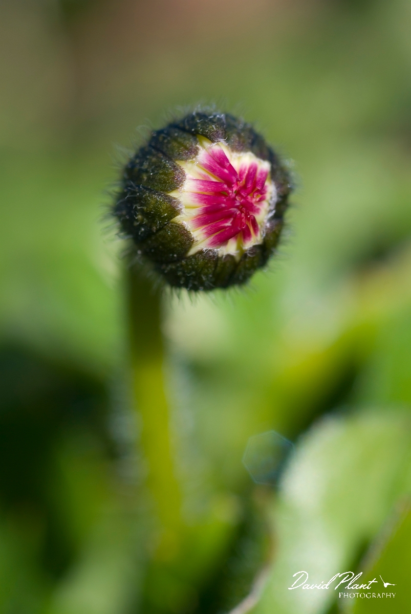 David Plant Photography - Wildlife Photographer - Daisy - A.JPG - Daisy - Cotswolds