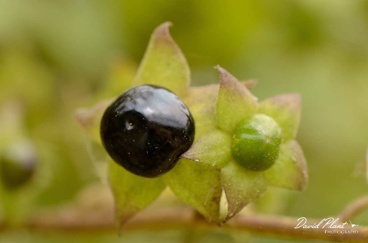 David Plant Photography - Wildlife Photographer - Deadly nightshade - A.jpg - Deadly nightshade fruit - Cambridegshire