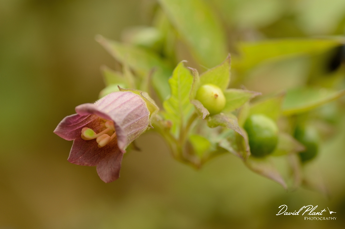 David Plant Photography - Wildlife Photographer - Deadly nightshade - B.jpg - Deadly nightshade flower - Cambridegshire